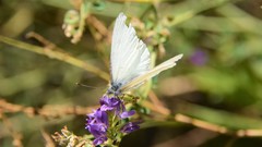 Pieris marginalis pallidissima