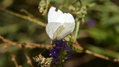 Pieris marginalis pallidissima