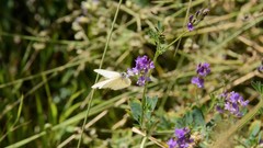 Pieris marginalis pallidissima