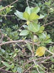 Triainolepis sancta