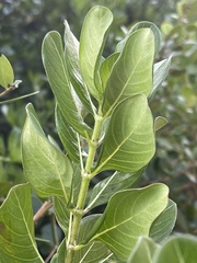 Triainolepis sancta