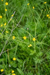 Ranunculus propinquus