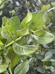 Triainolepis sancta