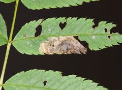 Orchestes pallicornis