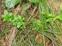 Exobasidium rhododendri