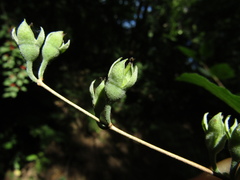 Philadelphus incanus