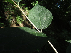 Philadelphus incanus