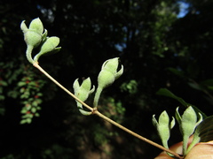 Philadelphus incanus