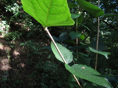 Philadelphus incanus