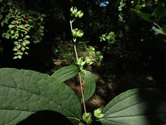 Philadelphus incanus