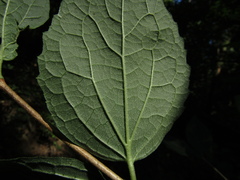 Philadelphus incanus
