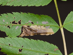 Orchestes pallicornis
