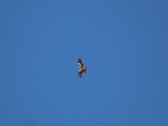 Milvus migrans