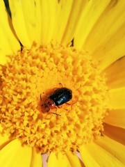 Ascolhedybius hirtus