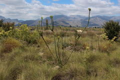 Leucadendron chamelaea