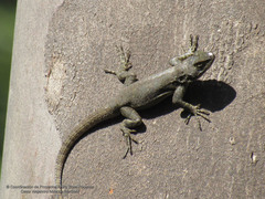 Sceloporus palaciosi