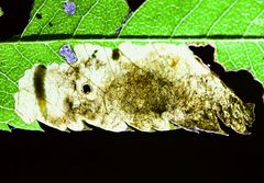 Orchestes pallicornis