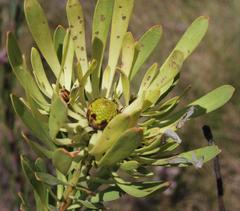 Leucadendron chamelaea