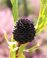 Leucadendron chamelaea