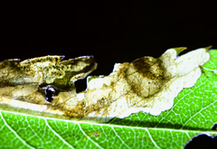 Orchestes pallicornis