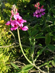 Indigofera sp-aff-platypoda