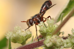 Cylindromyia