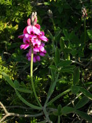 Indigofera sp-aff-platypoda
