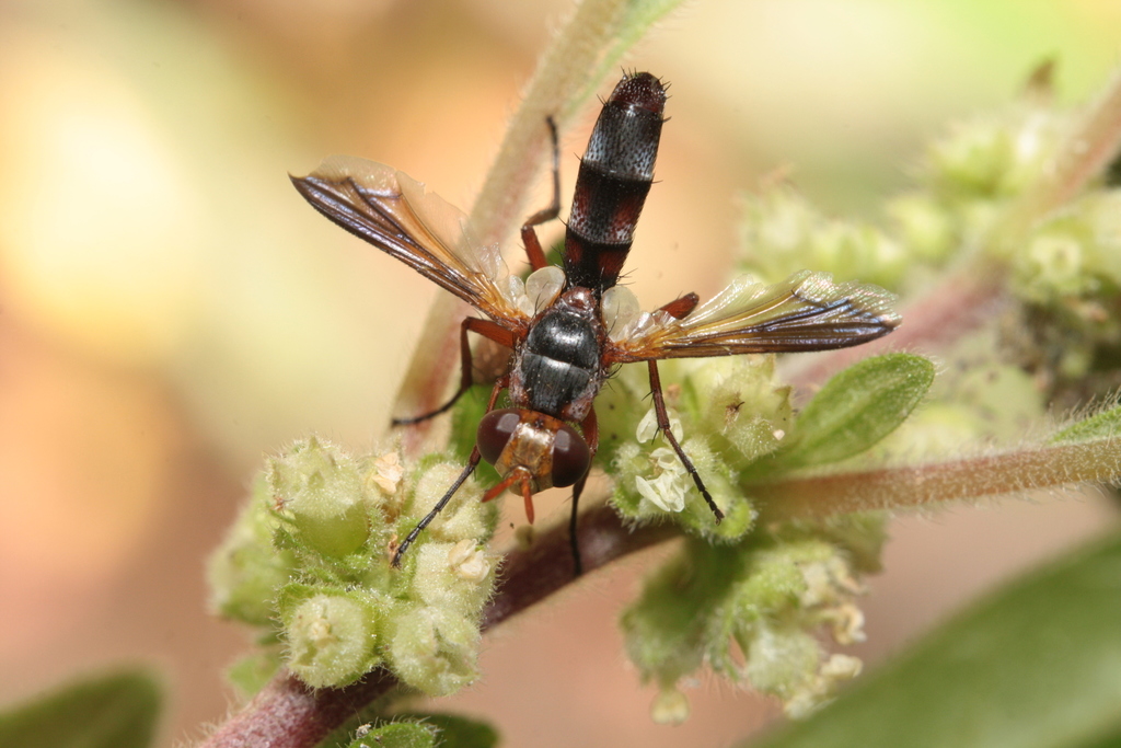 Cylindromyia rubida