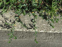 Polygonum aviculare aviculare