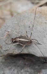 Odiellus troguloides