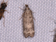 Dichomeris inversella