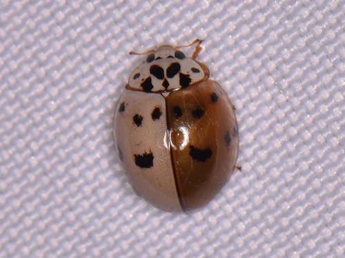 Ashy Gray Lady Beetle