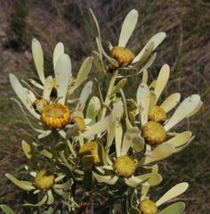 Leucadendron chamelaea
