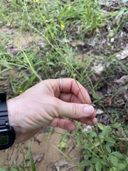 Agrimonia microcarpa