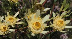 Leucadendron chamelaea