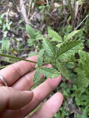 Agrimonia microcarpa