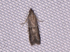 Eurythmia angulella