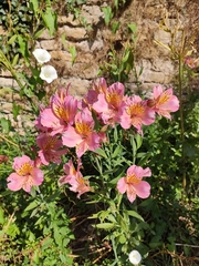 Alstroemeria aurea