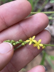 Agrimonia microcarpa