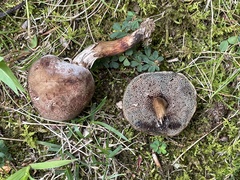 Porphyrellus sordidus