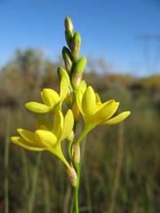 Ixia odorata