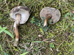 Porphyrellus sordidus