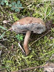 Porphyrellus sordidus