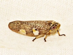 Ptyelus grossus