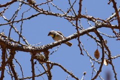 Crithagra xantholaema