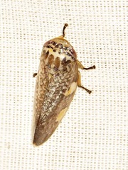 Ptyelus grossus