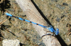Argia agrioides
