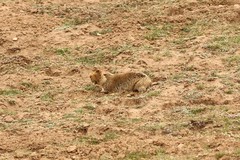 Tachyoryctes macrocephalus