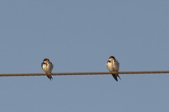 Hirundo aethiopica