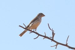 Crithagra donaldsoni